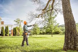 Why Choose Our Tree Removal Services in Bradley Beach, NJ?