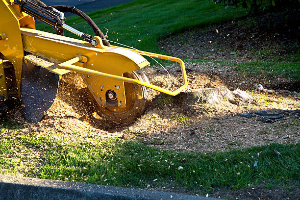 Lawn Disease Treatment in Bradley Beach, NJ